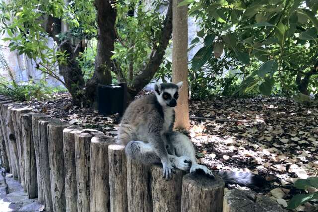 bioparc valencia foto 8353