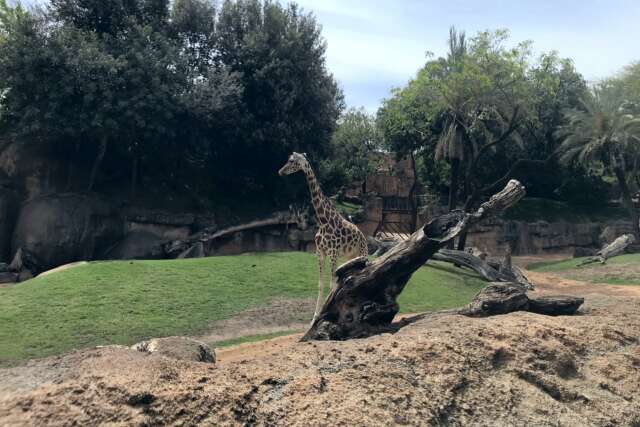 bioparc-valencia_foto_8433