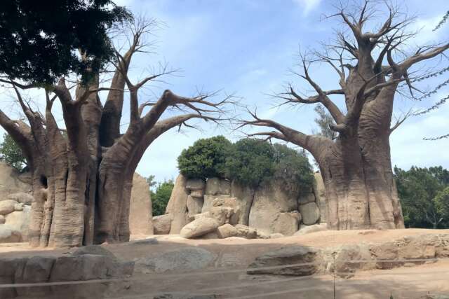 bioparc-valencia_foto_8435