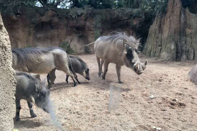 bioparc-valencia_foto_8463